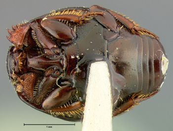 Media type: image;   Entomology 6937 Aspect: habitus ventral view